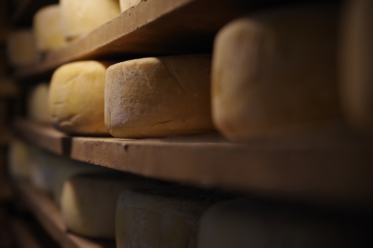 A la découverte du fromage de brebis, des pâturages à la dégustation.