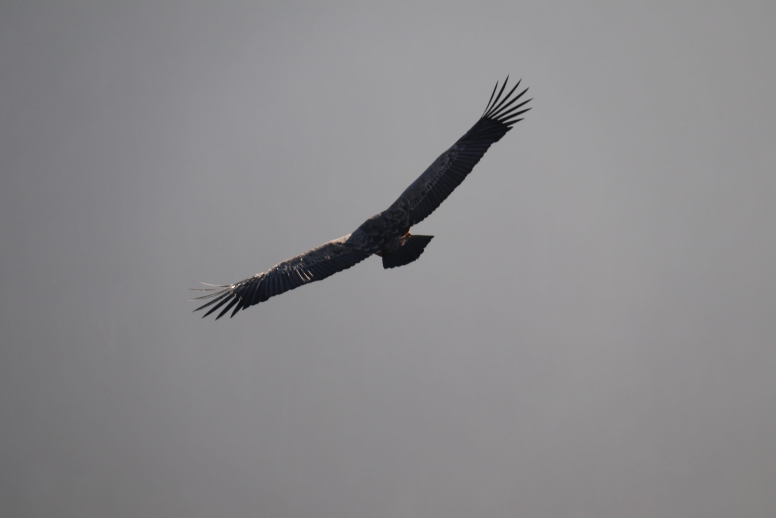 Itxassou: Sous les ailes du vautour fauve
