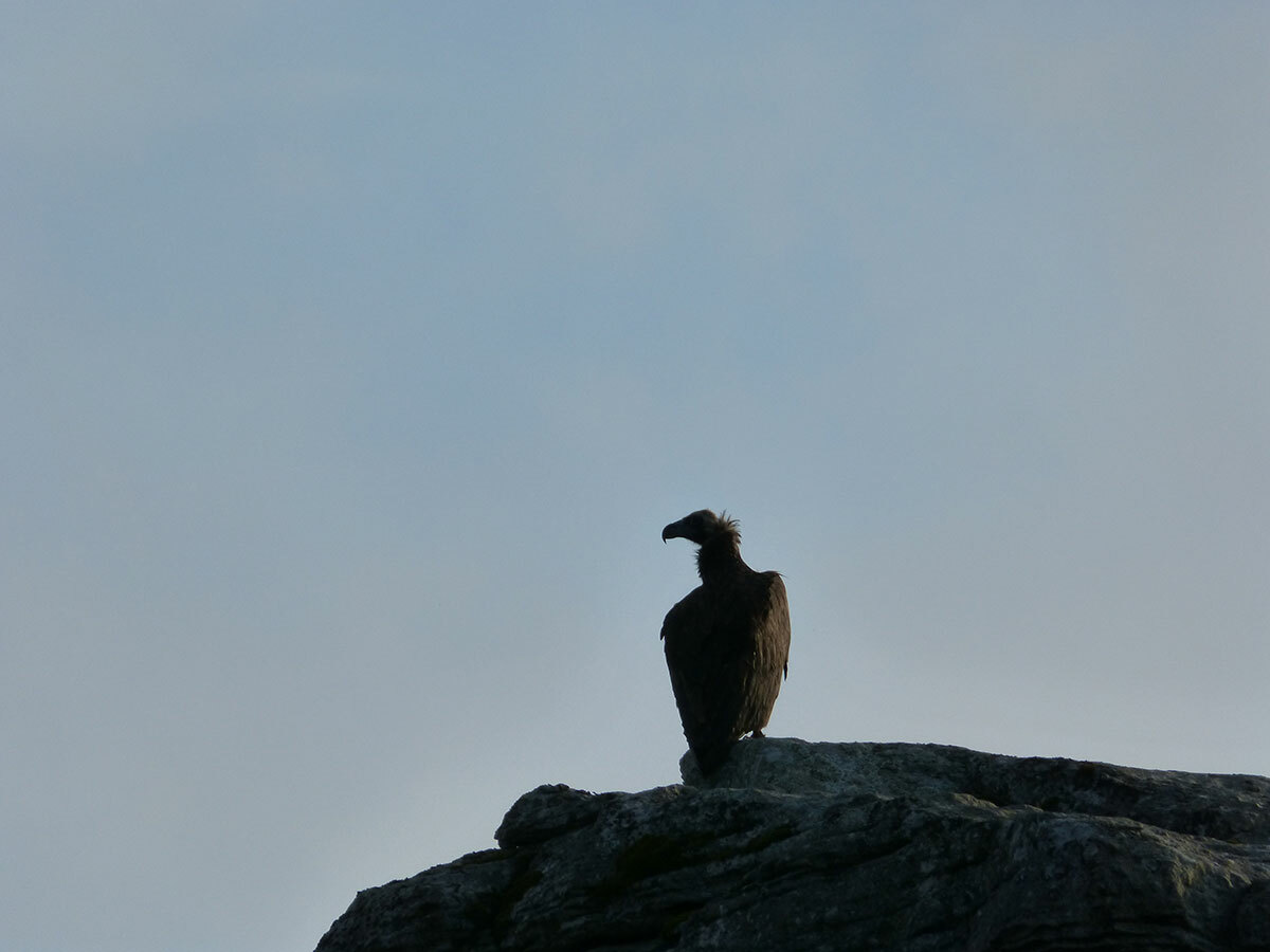Vautour fauve au fil de la frontière